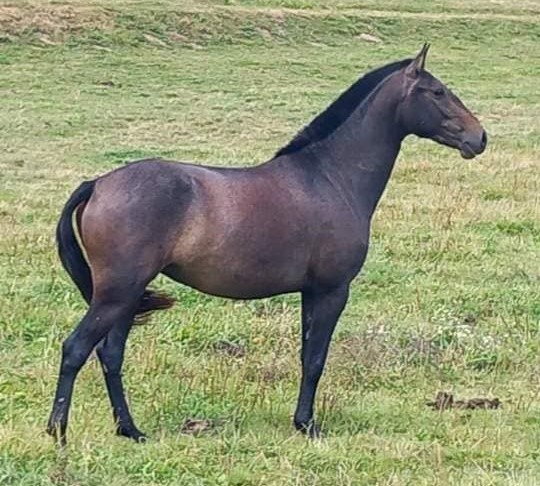 Carte du cheval QARIBA F