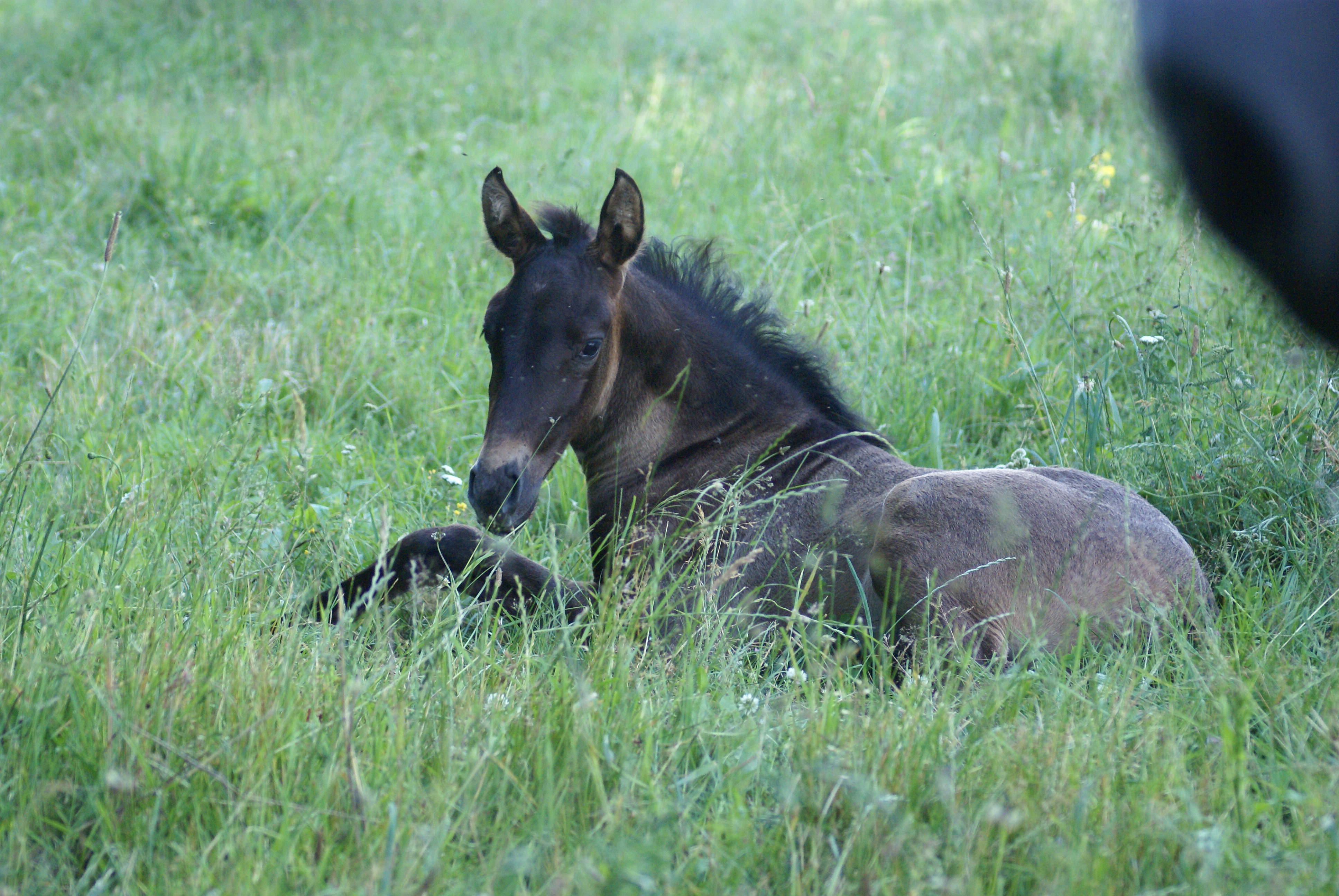 Carte du cheval THEIA F