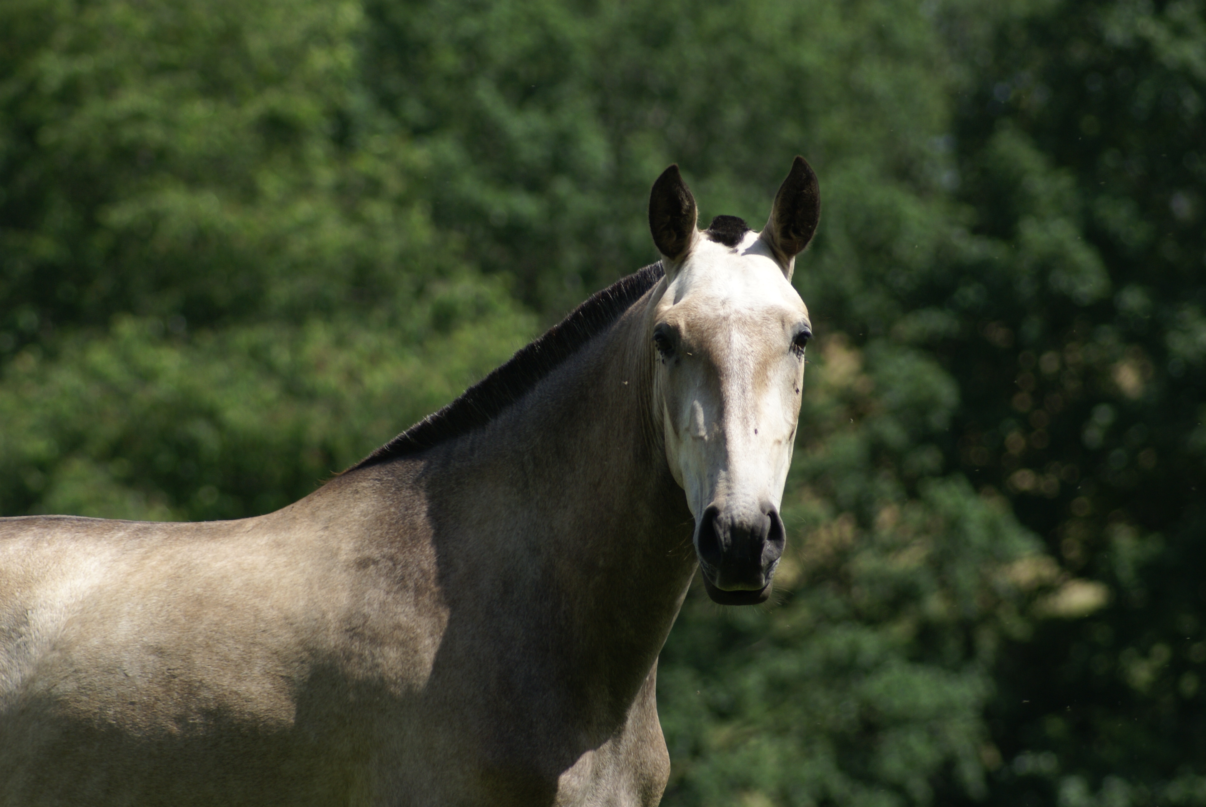 Carte du cheval QUIRINA F