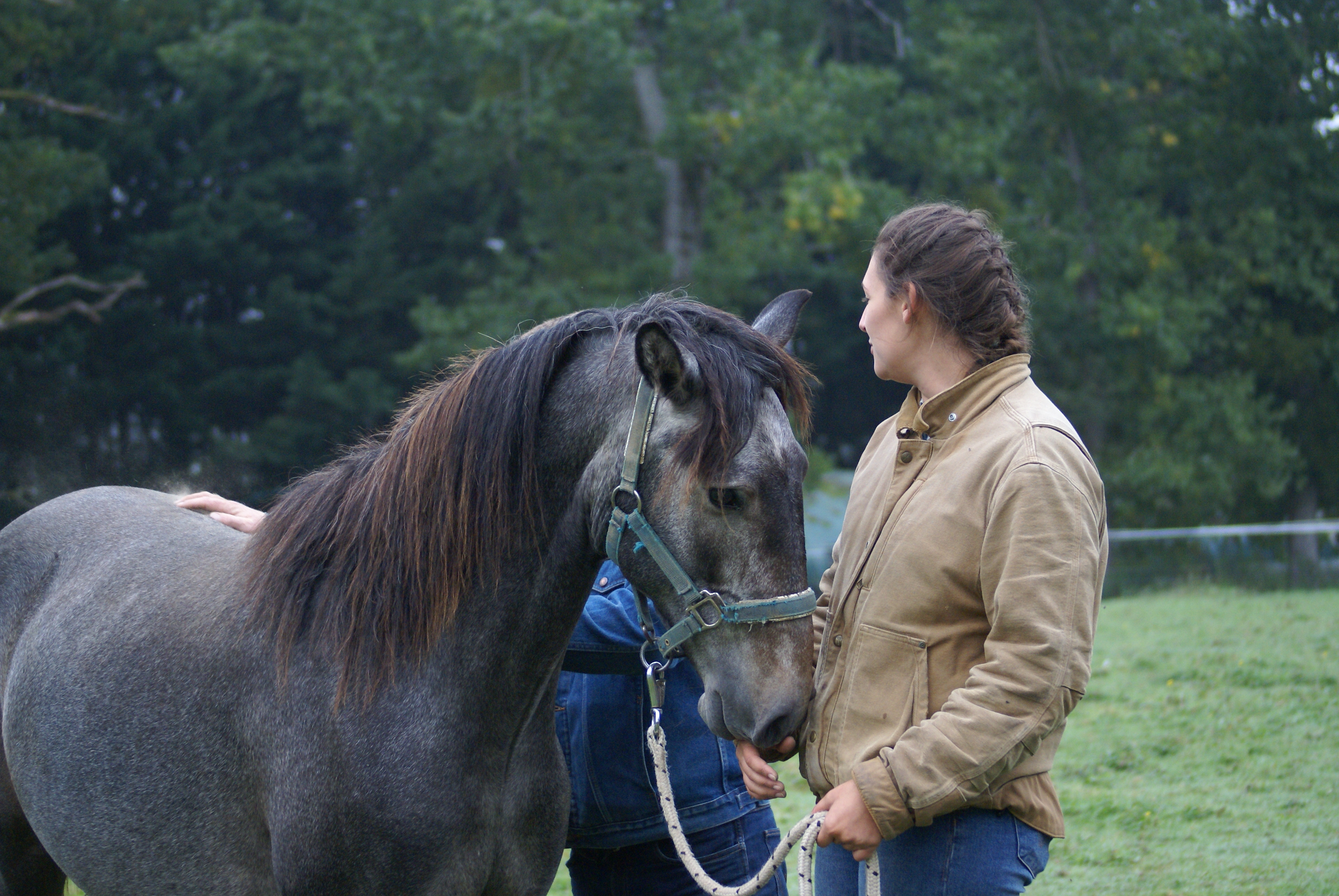 Carte du cheval PERSEO F