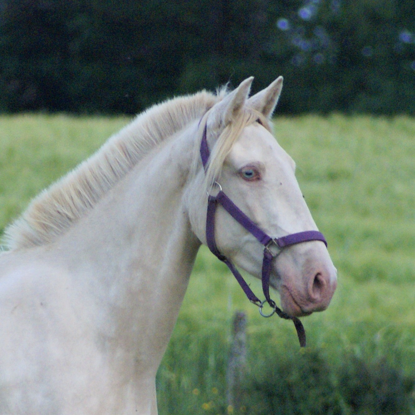 Carte du cheval OLYMPIA F