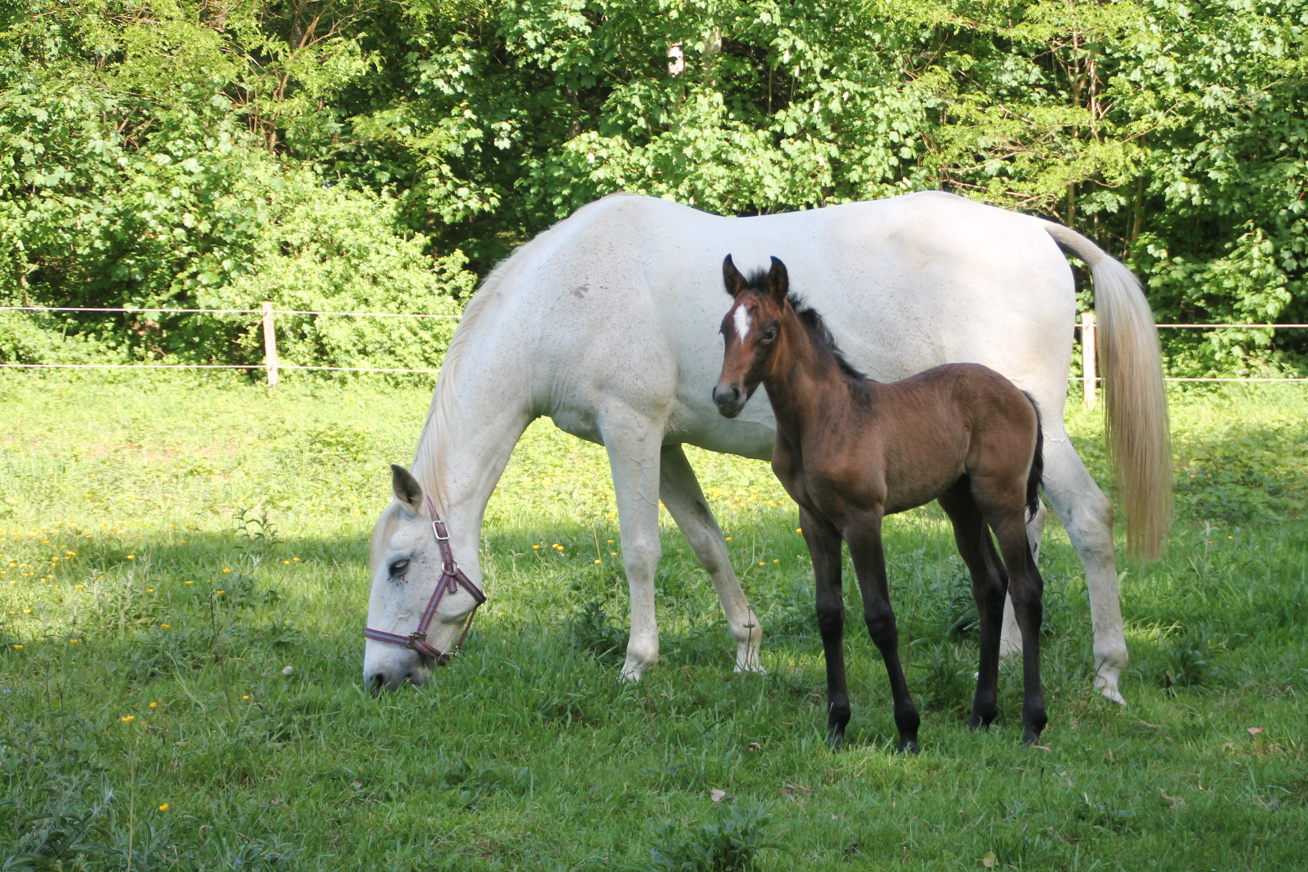Carte du cheval DAMA
