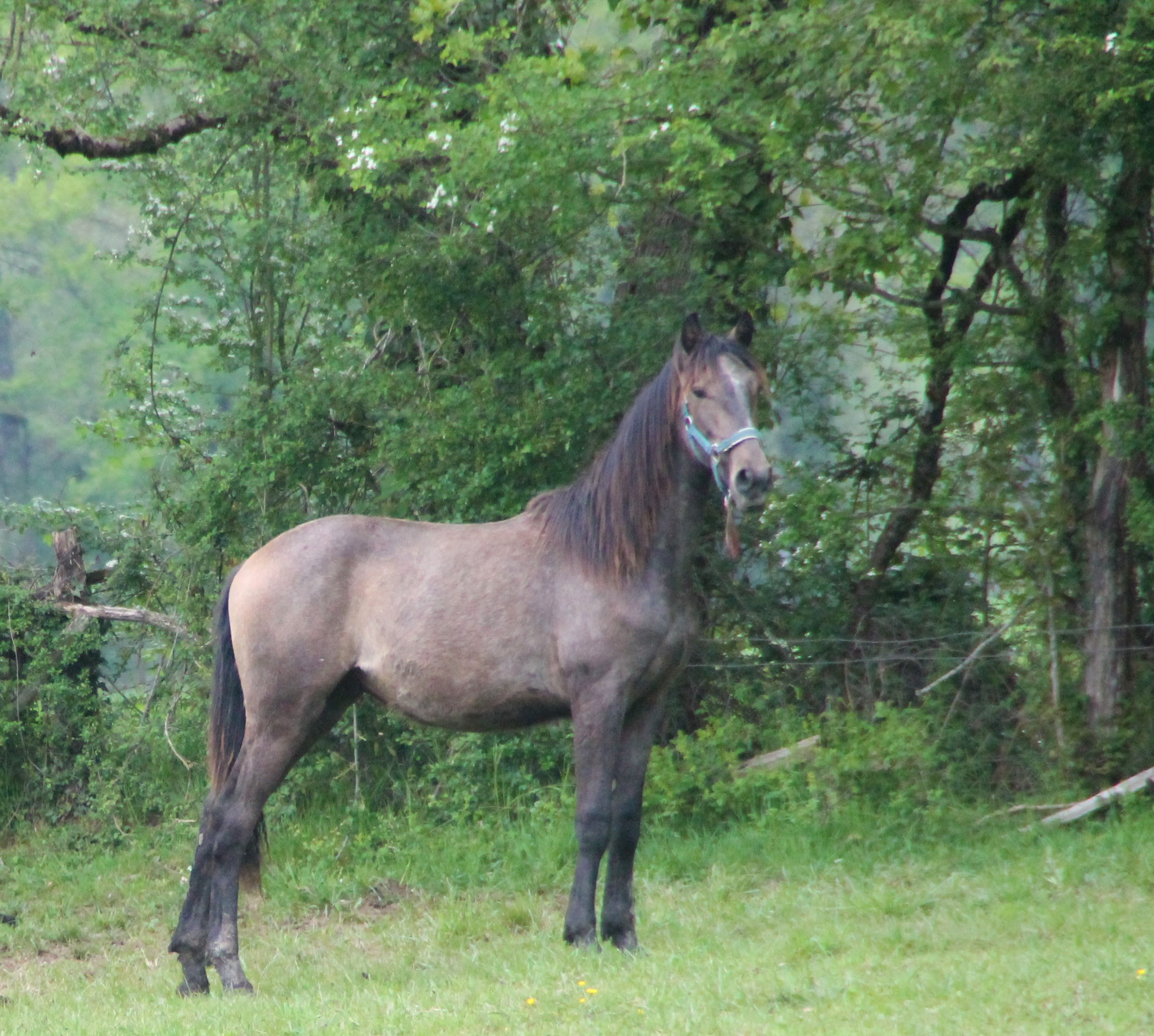 Carte du cheval PAYAM F